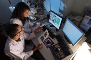 Otago university Summer Research Scholarship 2025
